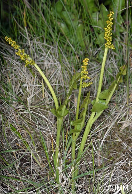 Botrychium nordicum