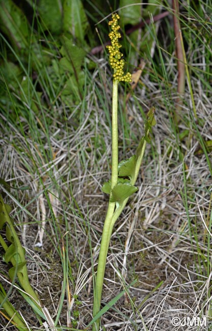 Botrychium nordicum