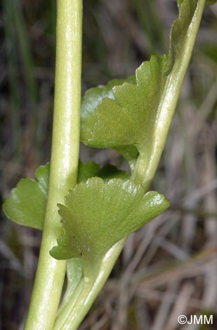 Botrychium nordicum