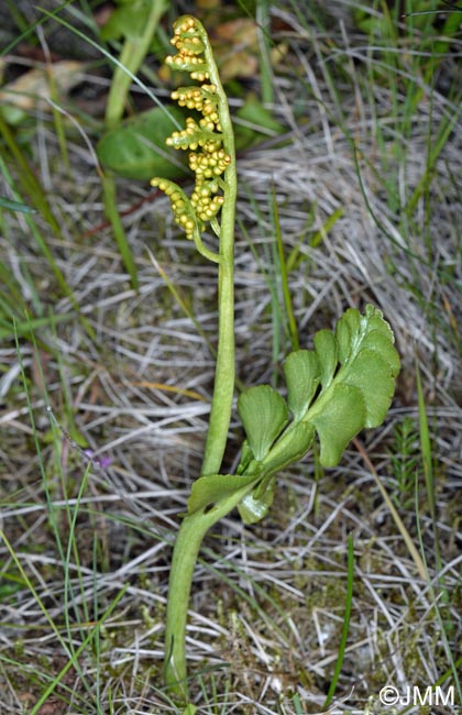 Botrychium nordicum