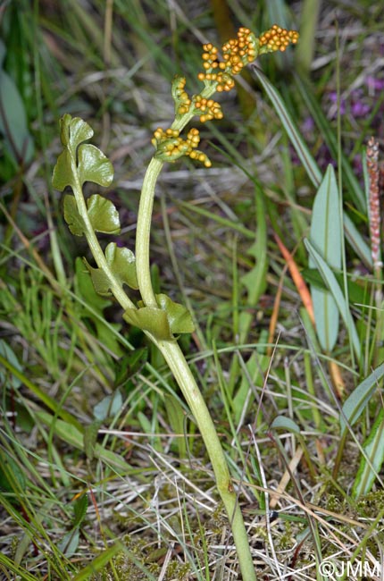 Botrychium nordicum