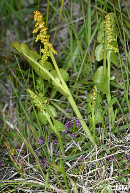 Botrychium nordicum