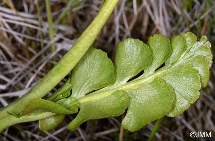 Botrychium nordicum