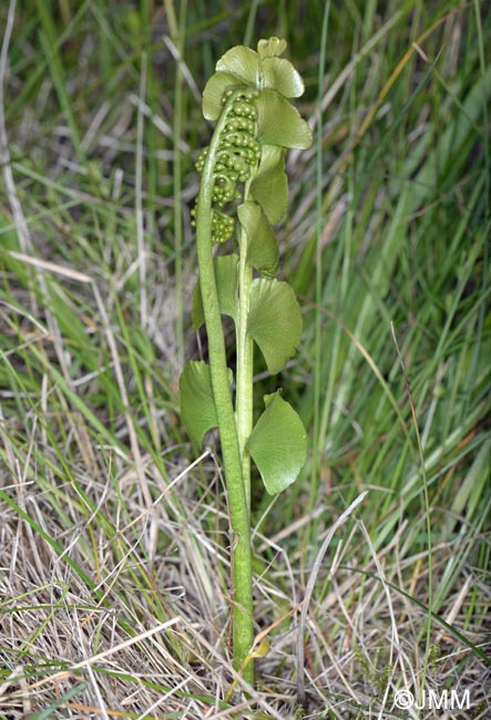 Botrychium nordicum