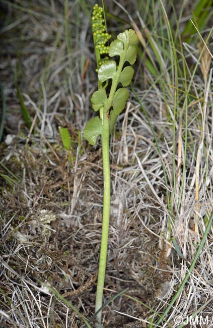 Botrychium nordicum