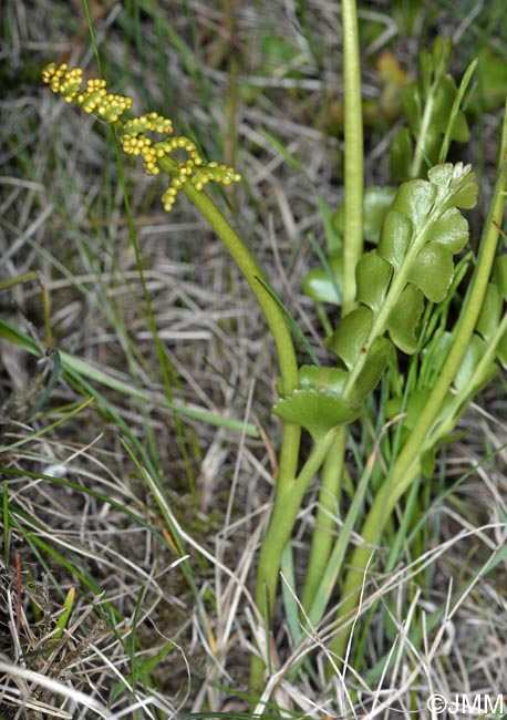 Botrychium nordicum