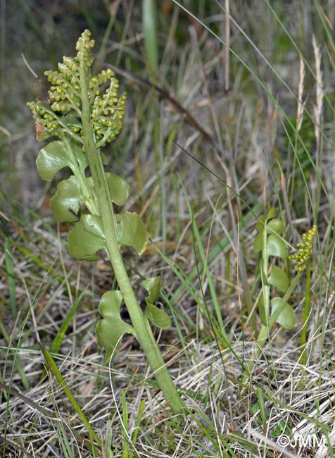 Botrychium nordicum