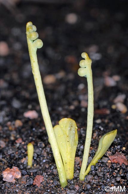 Botrychium simplex