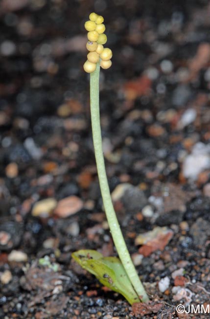 Botrychium simplex