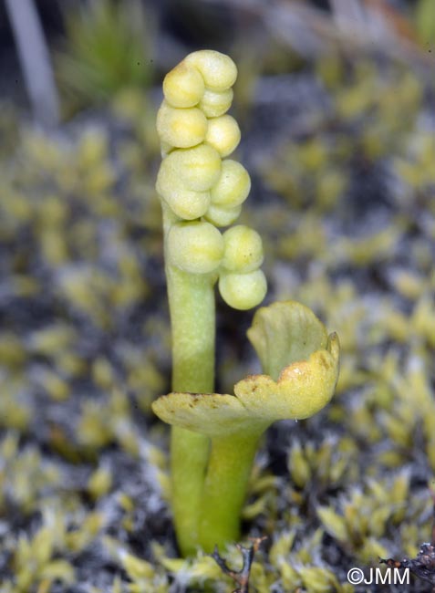 Botrychium simplex