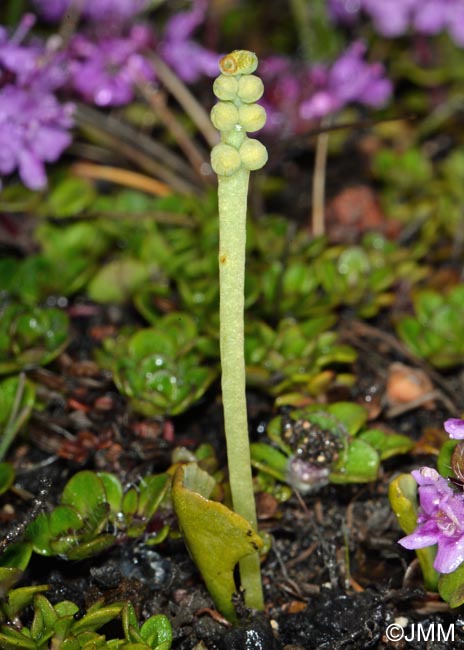 Botrychium simplex