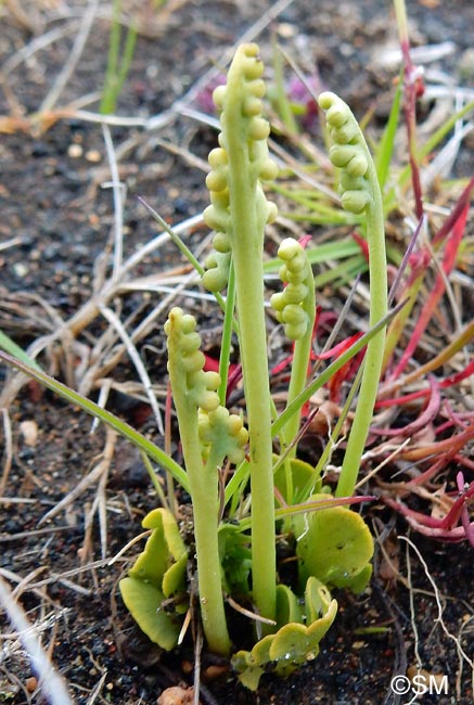 Botrychium simplex