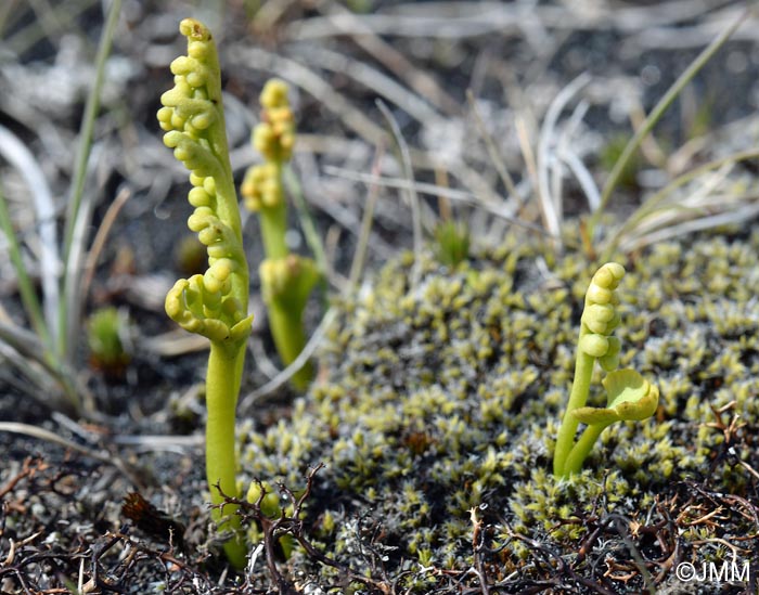 Botrychium tenebrosum et Botrychium simplex