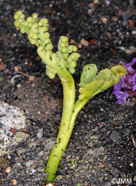 Botrychium tenebrosum