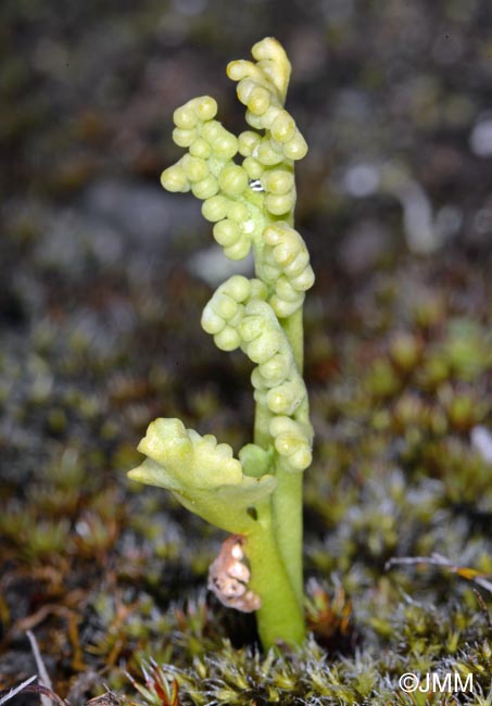 Botrychium tenebrosum