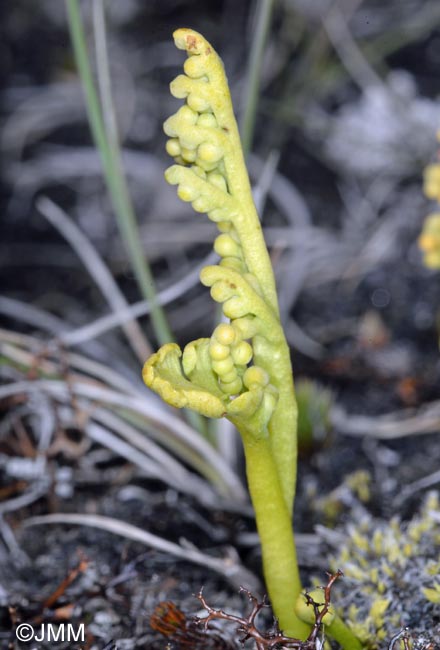 Botrychium tenebrosum