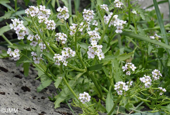 Cakile arctica = Cakile maritima subsp. islandica