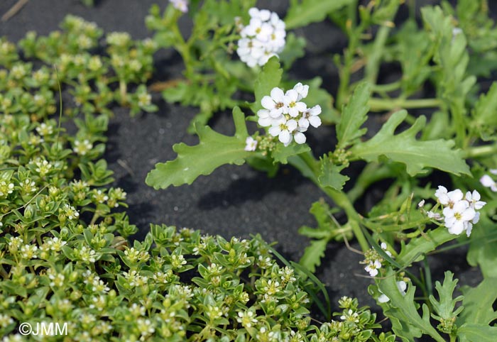 Honckenya peploides subsp. diffusa & Cakile arctica