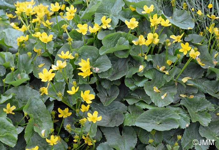 Caltha palustris subsp. radicans