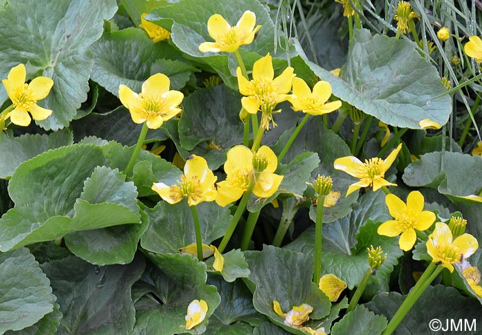 Caltha palustris subsp. radicans