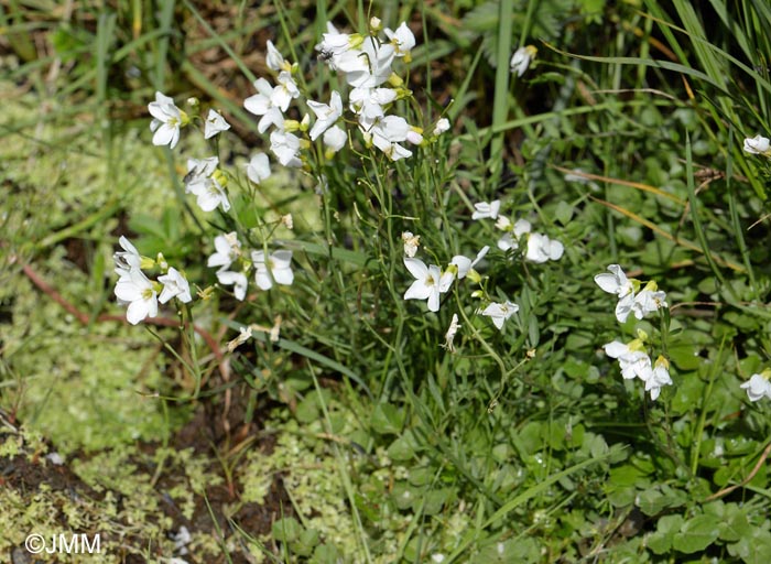 Cardamine pratensis subsp. angustifolia = Cardamine polemonioides = Cardamine nymanii