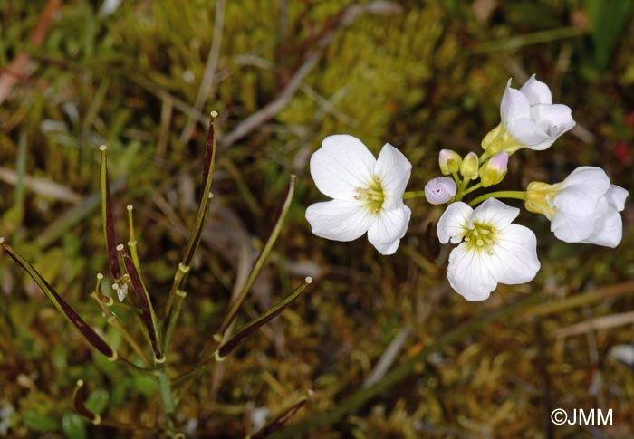 Cardamine pratensis subsp. angustifolia = Cardamine polemonioides = Cardamine nymanii