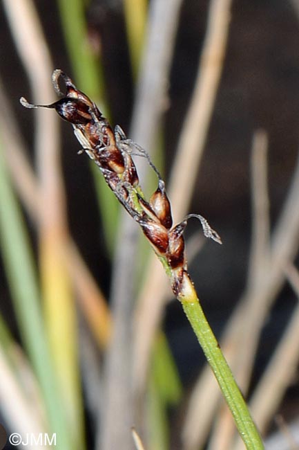 Carex glacialis