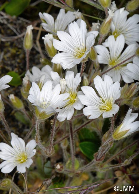 Cerastium alpinum