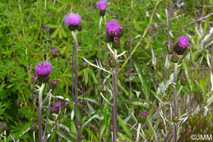 Cirsium heterophyllum = Cirsium helenioides