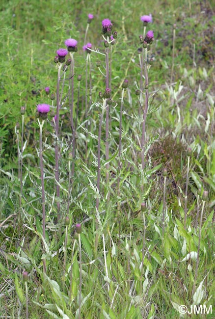 Cirsium heterophyllum = Cirsium helenioides