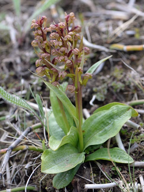 Coeloglossum viride subsp. islandicum