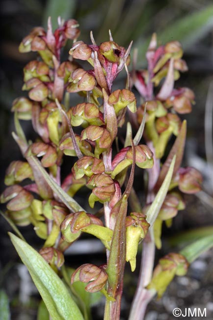 Coeloglossum viride subsp. islandicum