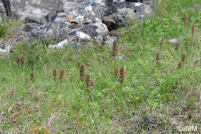 Coeloglossum viride subsp. islandicum