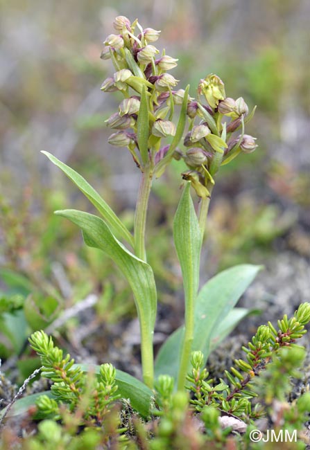 Coeloglossum viride subsp. islandicum