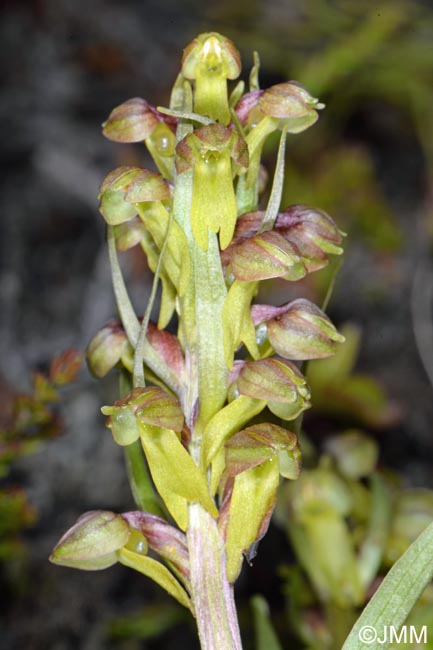 Coeloglossum viride subsp. islandicum