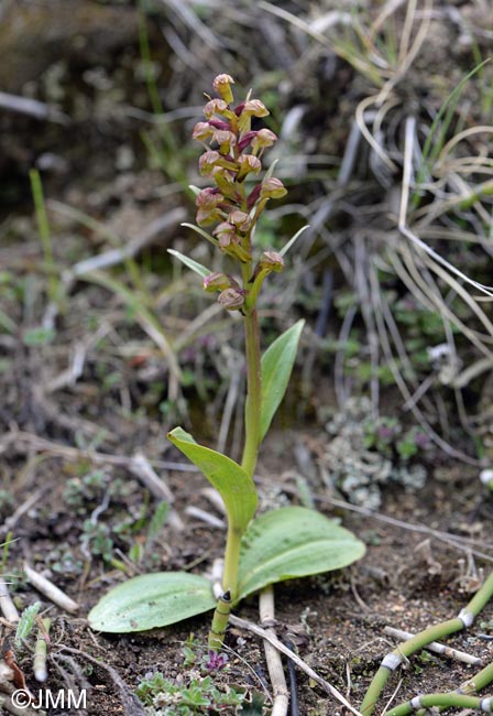 Coeloglossum viride subsp. islandicum & Equisetum hyemale