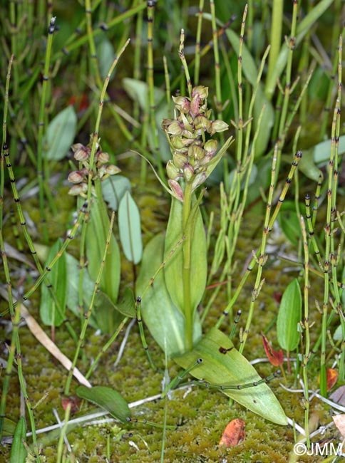 Coeloglossum viride subsp. islandicum & Equisetum variegatum