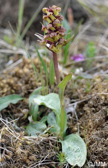 Coeloglossum viride subsp. islandicum