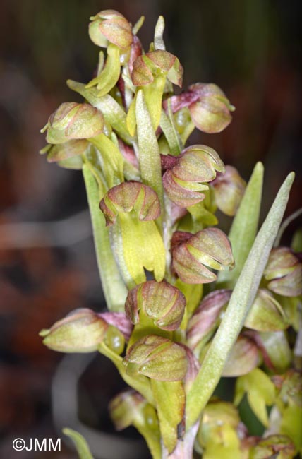 Coeloglossum viride subsp. islandicum