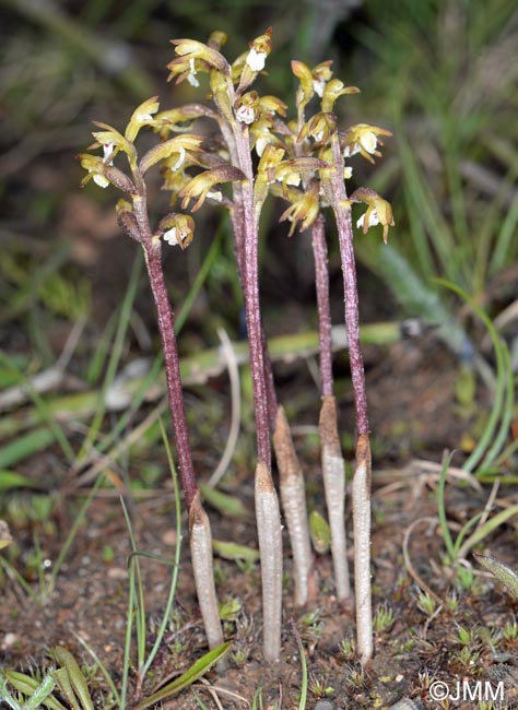 Corallorhiza trifida