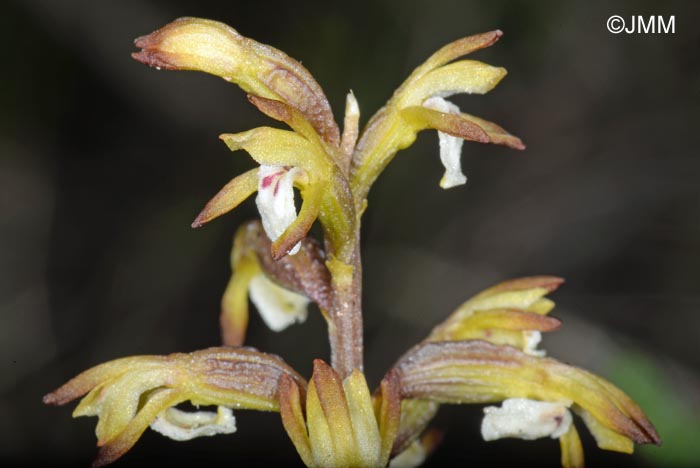 Corallorhiza trifida