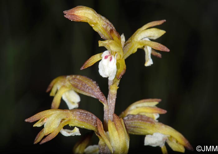 Corallorhiza trifida