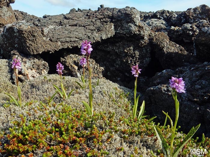 Dactylorhiza islandica = Dactylorhiza maculata subsp. islandica