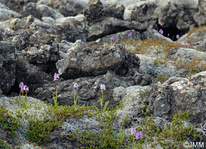 Dactylorhiza islandica = Dactylorhiza maculata subsp. islandica