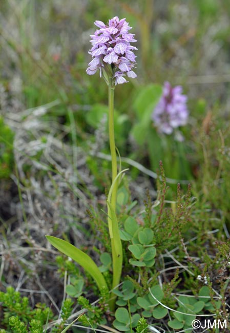 Dactylorhiza islandica = Dactylorhiza maculata subsp. islandica