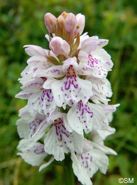 Dactylorhiza islandica = Dactylorhiza maculata subsp. islandica