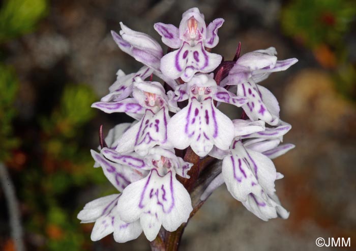 Dactylorhiza islandica = Dactylorhiza maculata subsp. islandica