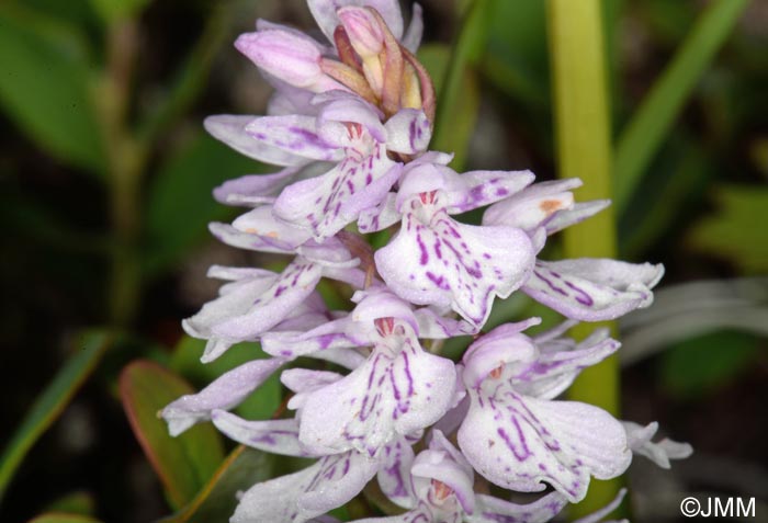 Dactylorhiza islandica = Dactylorhiza maculata subsp. islandica