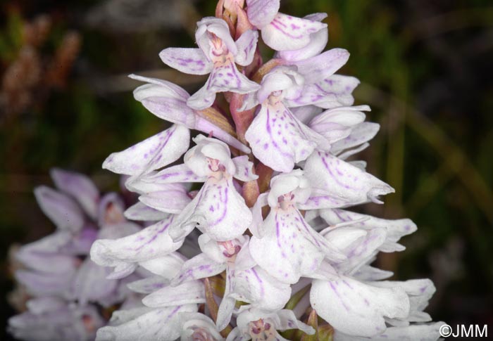 Dactylorhiza islandica = Dactylorhiza maculata subsp. islandica