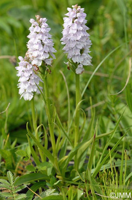 Dactylorhiza islandica = Dactylorhiza maculata subsp. islandica